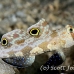 goby_spot_twin_res_kb_h_0445_png1127.jpg